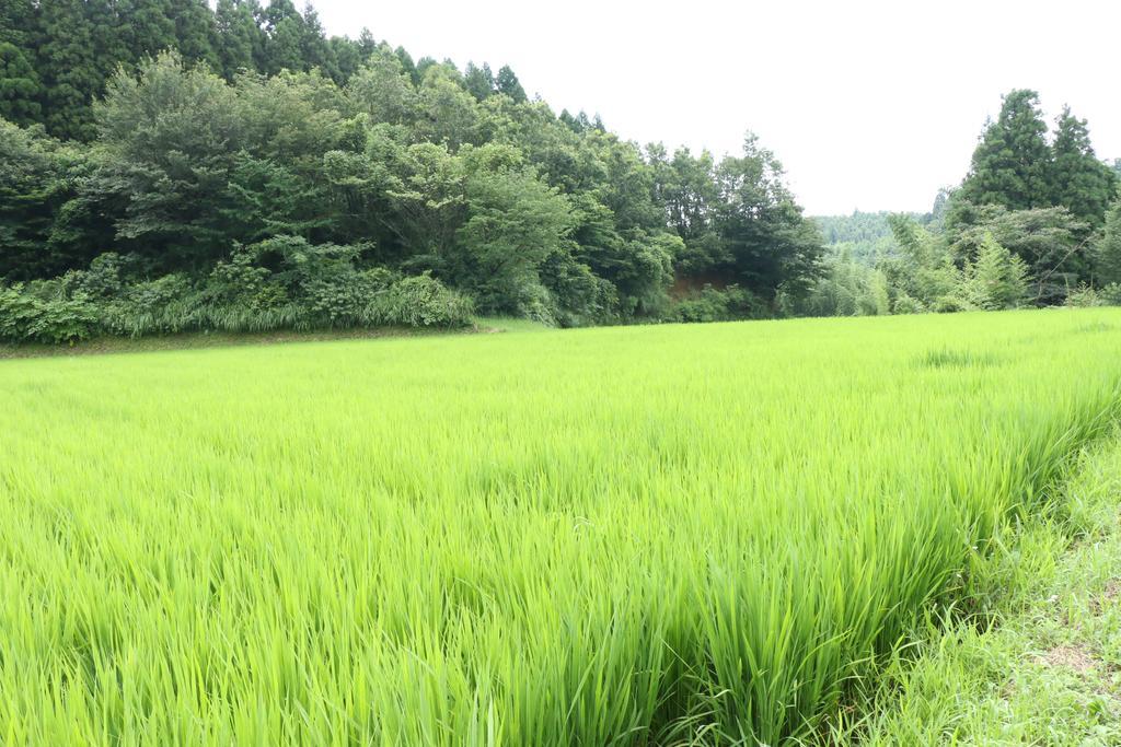 Minshuku Shiroyama Otel Taketa Dış mekan fotoğraf